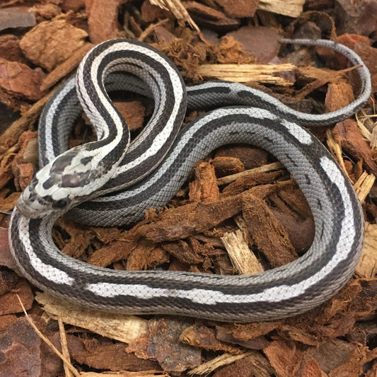 Anery Motley Stripe Corn Snake