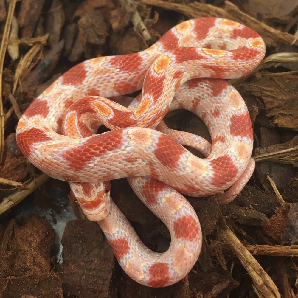 Reverse Okeetee Corn Snake