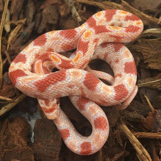 Reverse Okeetee Corn Snake
