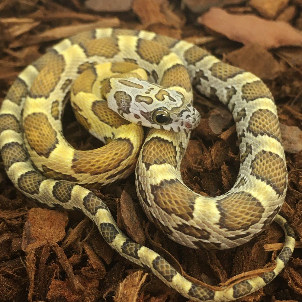 Honey Corn Snake
