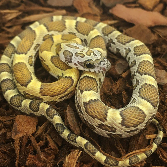 Honey Corn Snake