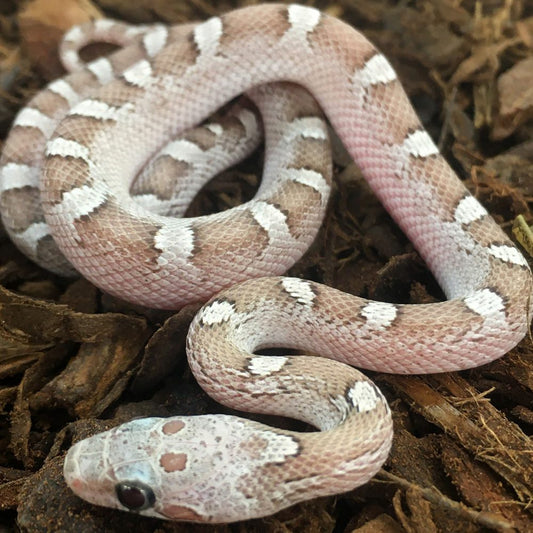Hypo Pewter Corn Snake