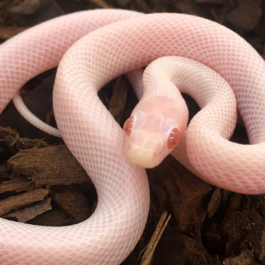 Whiteout Corn Snake