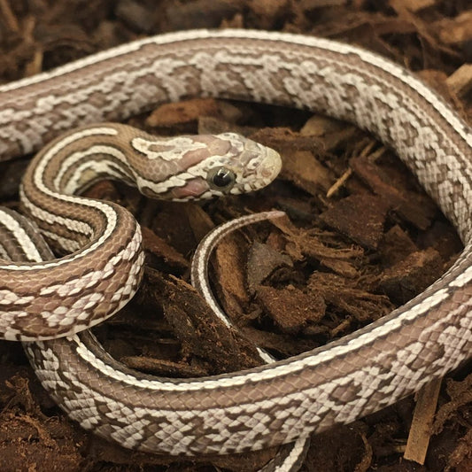 Ghost Tessera Corn Snake