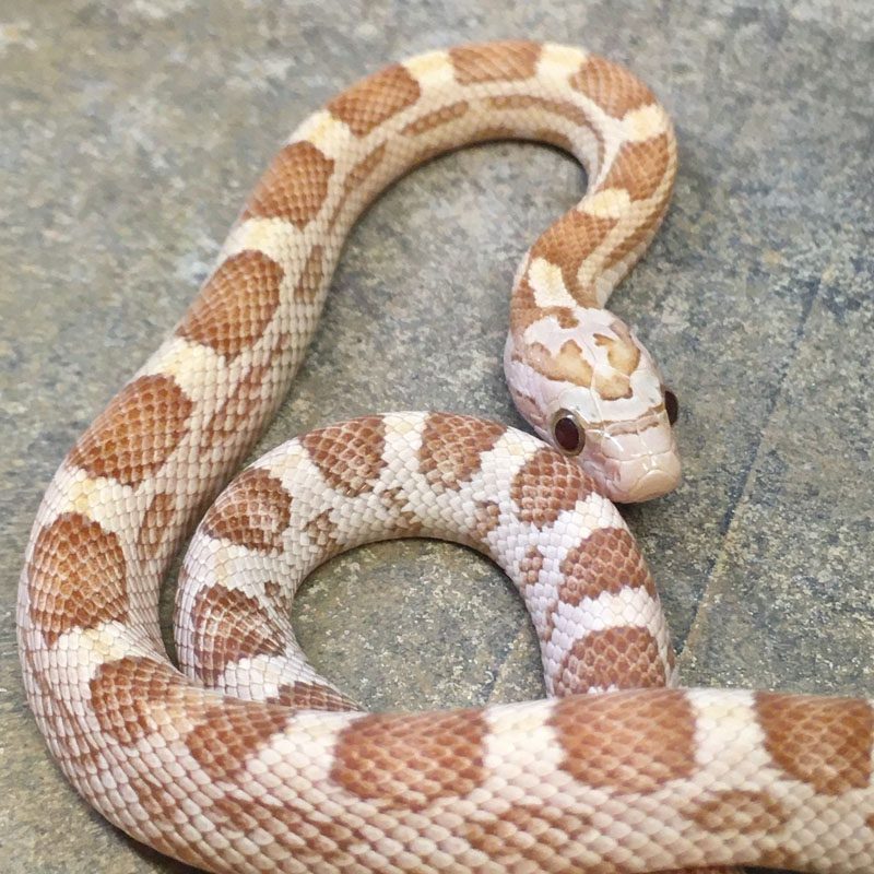 Gold Dust Corn Snake