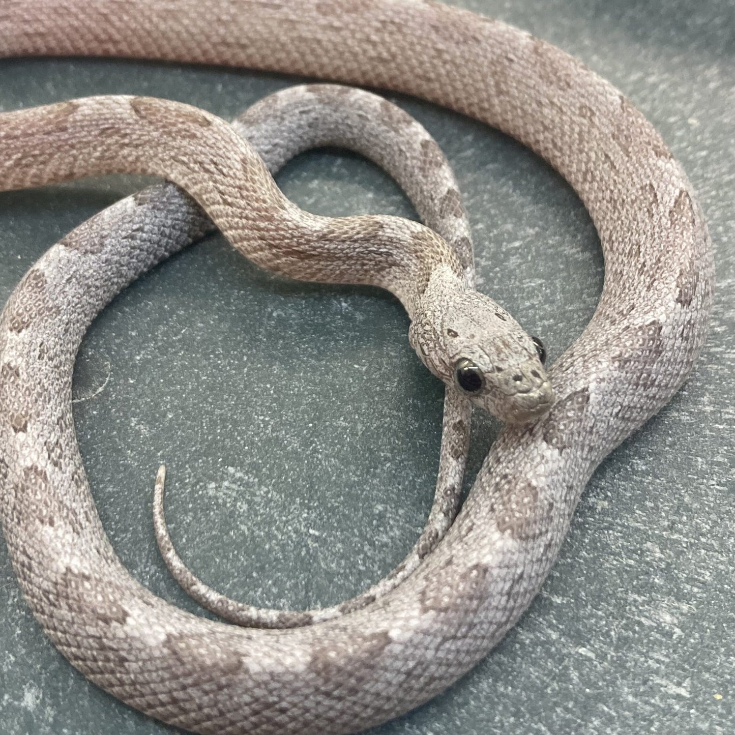 Corn Snake