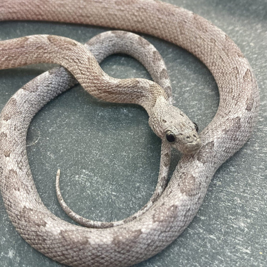 Corn Snake