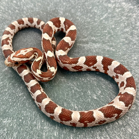 Corn Snake