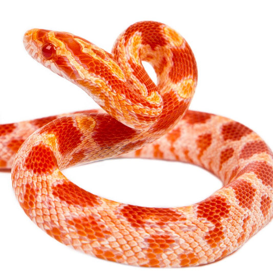 Amel Corn Snake