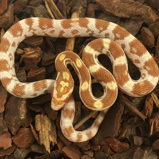 Butter Corn Snake