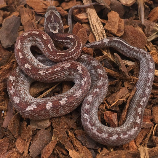 Bloodred Tessera Corn Snake
