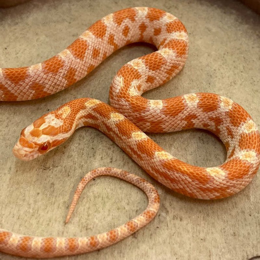 Creamsicle Corn Snake