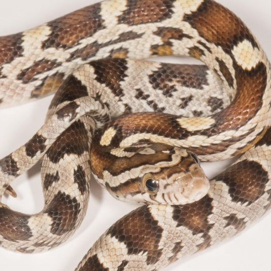 Caramel Corn Snake