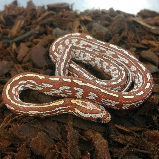 Hypo Tessera Corn Snake