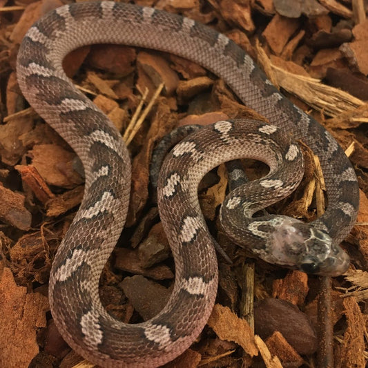 Pied Sided Pewter Corn Snake