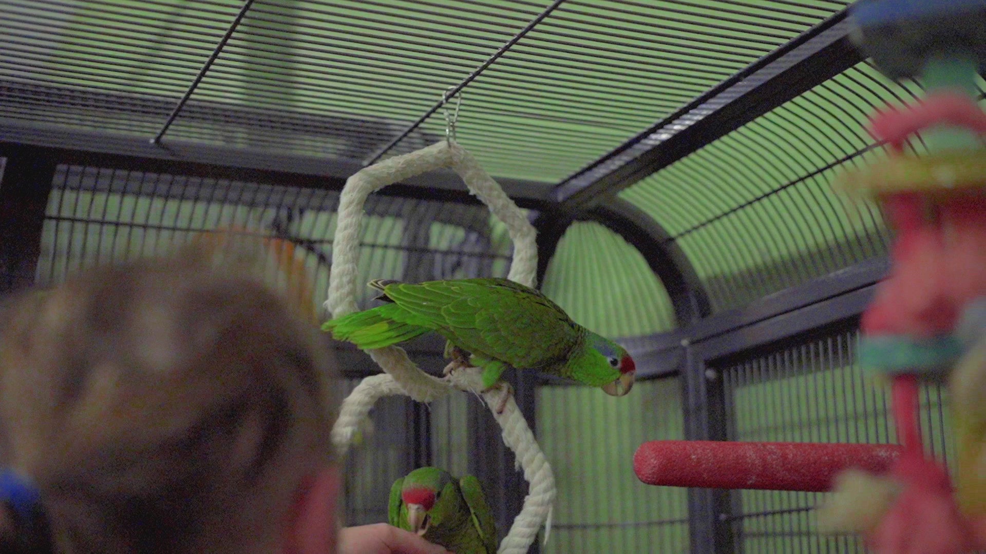 Load video: 