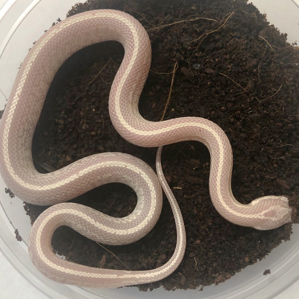 Snow Tessera Corn Snake