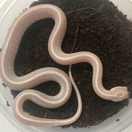 Snow Tessera Corn Snake
