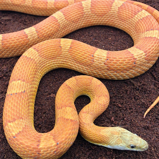 Sunkissed Corn Snake