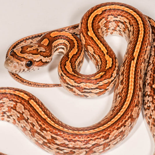 Tessera Corn Snake