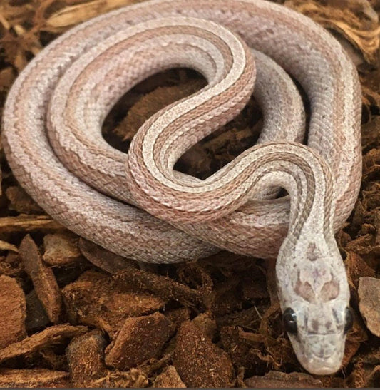 Hypo Ashy Terrazzo Corn Snake