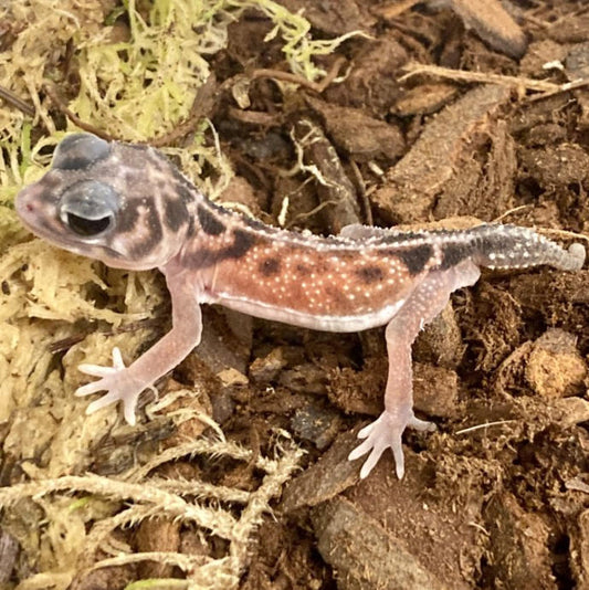 CB Midline Knob-Tailed Gecko