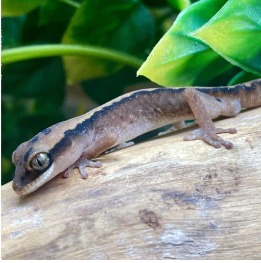 CB Australian Giant Stone Gecko