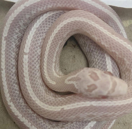 CB23 Avalanche Tessera Corn Snake