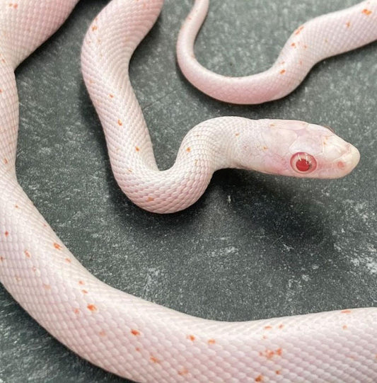 Amel Palmetto Corn Snake