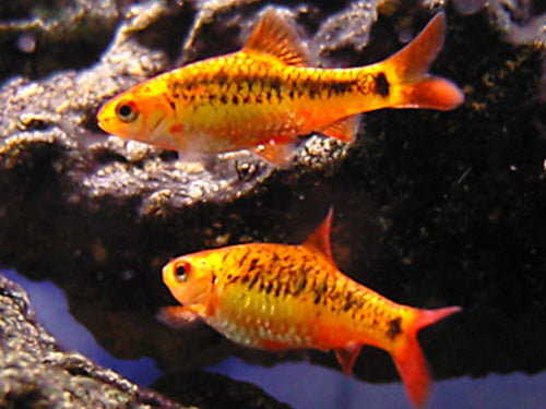 GOLDEN (SACHSI) BARB  M