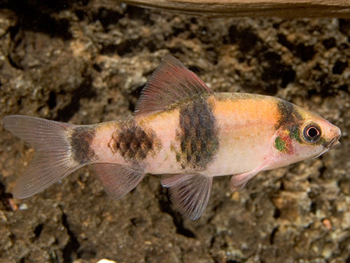 MELON BARB  ML