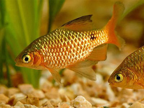 GOLDEN NEON ROSY BARB  L