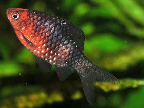 BLACK RUBY BARB  ML