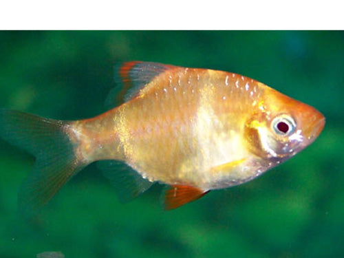ALBINO TIGER BARB  L