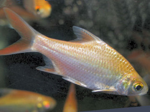 ALBINO RED TAIL TINFOIL BARB  2"