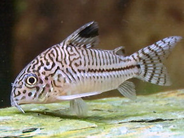 ASSTD CORYDORAS TANK BRED  L