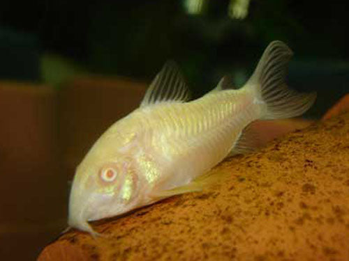 ALBINO CAT  L
