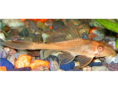 GOLD PLECOSTOMUS  2"