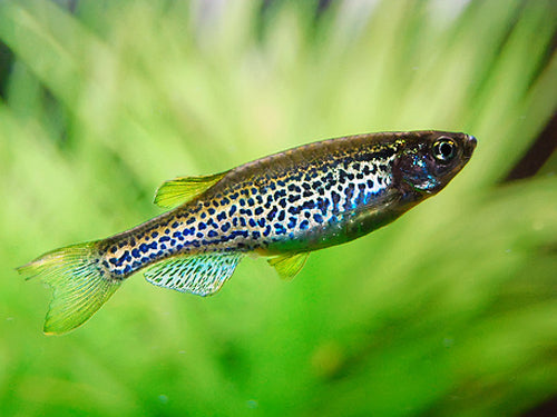 LEOPARD DANIO  L