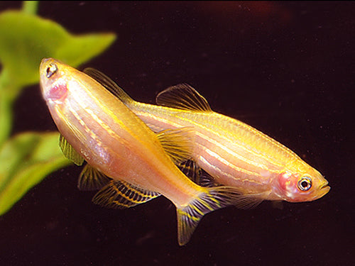 GOLDEN ZEBRA DANIO  XL