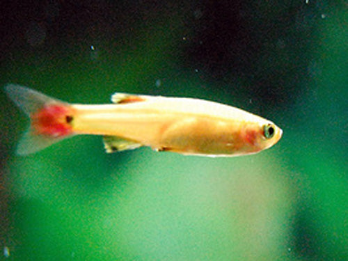 GOLD WHITE CLOUD MOUNTAIN MINNOW  XL