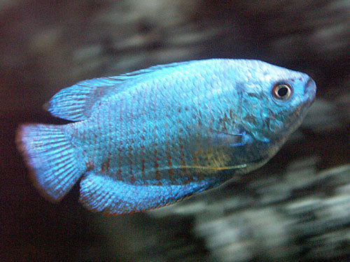 NEON BLUE DWARF RAINBOW  L