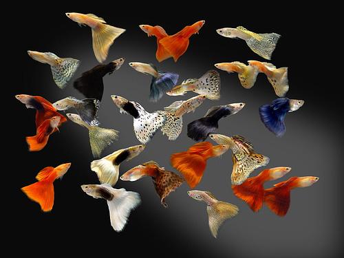 ASSORTED MALE GUPPY  L