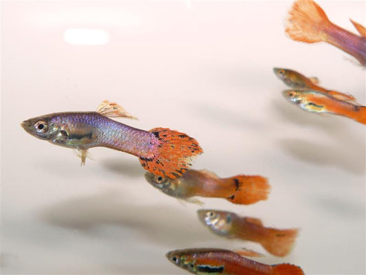 ASSORTED ENDLER MALE GUPPY  L