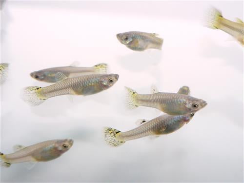 GREEN COBRA FEMALE GUPPY   L