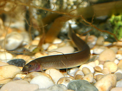 BLACK KUHLI LOACH  XL