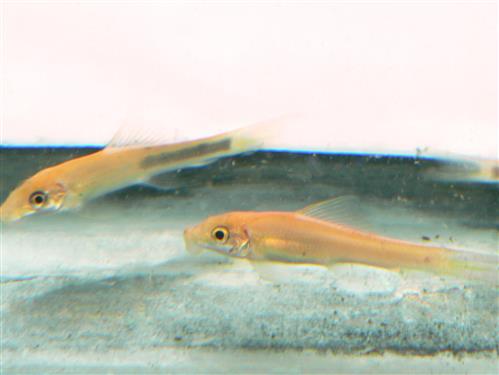 BLACK & GOLD SUCKING LOACH  ML