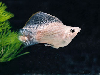 ASSORTED BALLOON MOLLY   L