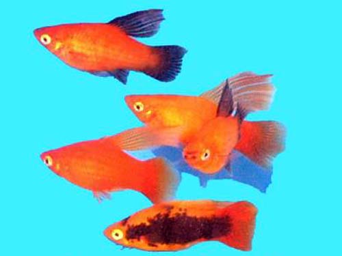 ASSORTED HI-FIN PLATY  ML
