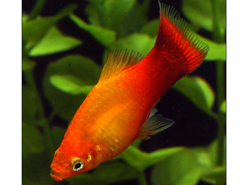 ASSORTED VARIATUS PLATY  ML